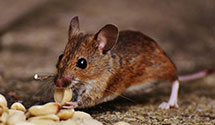 Find Exterminators in Bertie County